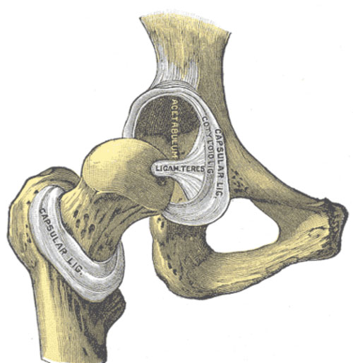 capsular hip joint ligament