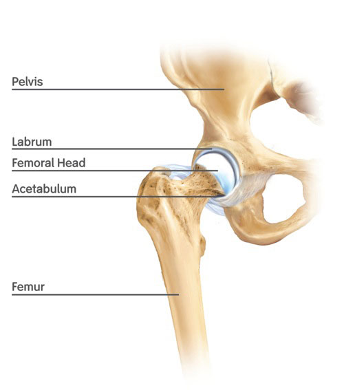 articulatia femurului durere de flexie la gleznă