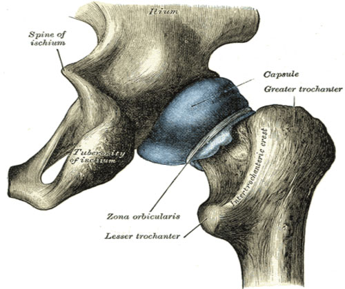zona orbicularis ligament - ligamentum teres