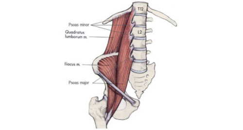 anterior thigh muscles psoas tendon